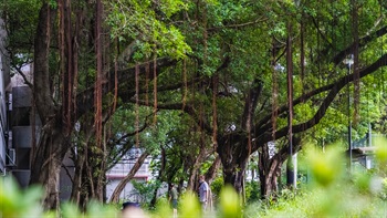 The park is enriched by mature trees with drooping aerial roots which enhance the natural and peaceful ambience of the park.